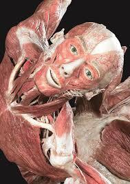 Museum Mayat Body Worlds