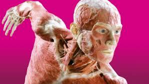 Museum Mayat Body Worlds