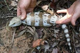 Monster Mengerikan Berbentuk Ular Dari Jepang TSUCHINOKO Yang Bikin Agan Geli
