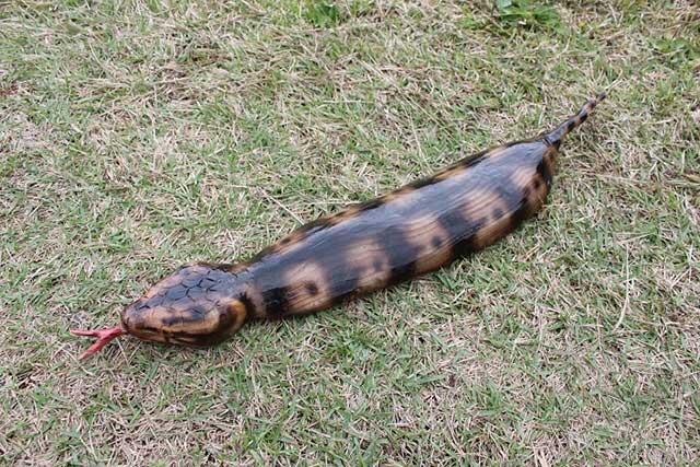 Monster Mengerikan Berbentuk Ular Dari Jepang TSUCHINOKO Yang Bikin Agan Geli