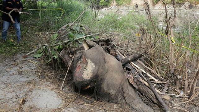 Kasihan,11 Gajah Mati Sama Orang Yang Ga Tanggung Jawab