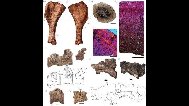 Serba Tertua Didunia