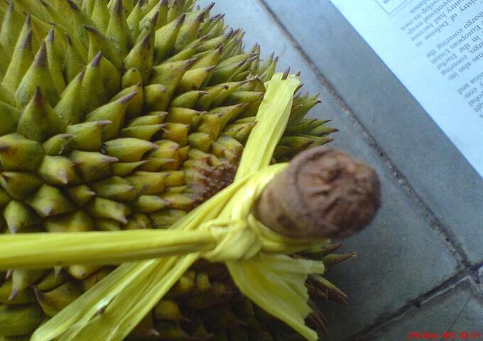Tips memilih durian yang bagus dan manis