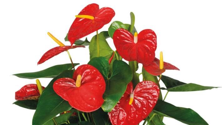Anthurium Yang Indah Tetapi Sekarang Murah