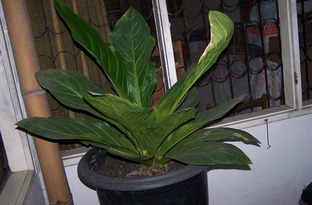 Anthurium Yang Indah Tetapi Sekarang Murah