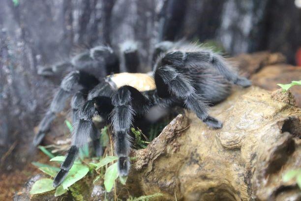 Jakarta Eight Legged - Komunitas yang Dibangun dari Kecintaan pada Tarantula