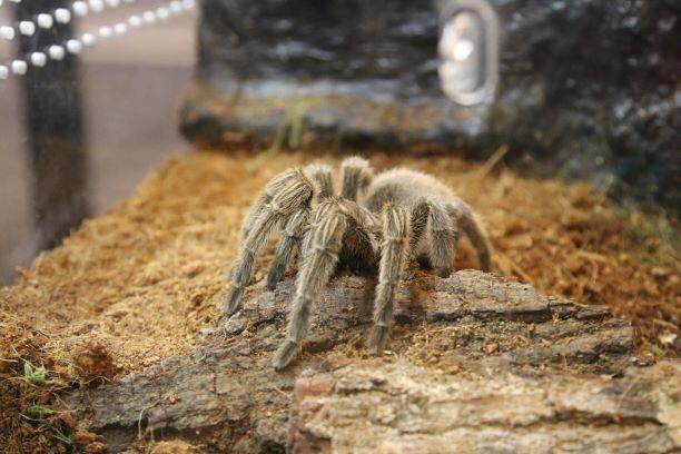 Jakarta Eight Legged - Komunitas yang Dibangun dari Kecintaan pada Tarantula