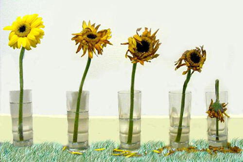 Sebuah Filosofi Kehidupan Bunga Matahari