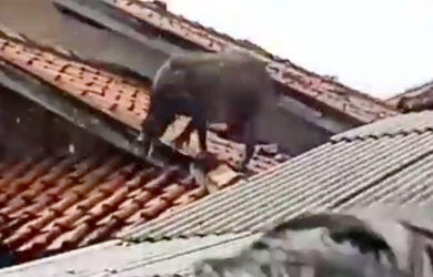 Geger! Babi di Atap Rumah Hilang Saat Dikepung Warga, Ini Videonya