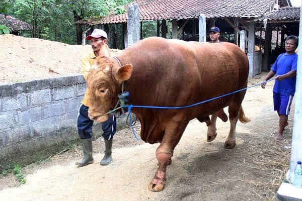 Kalo Ulu Hati Kita Terinjak Sapi Yang Bobotnya 1,6 Ton Pecah Apa Tidak?