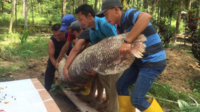 Ikan Arwana Raksasanya Mati, Netty Ramal Ada Kejadian Besar di Batam