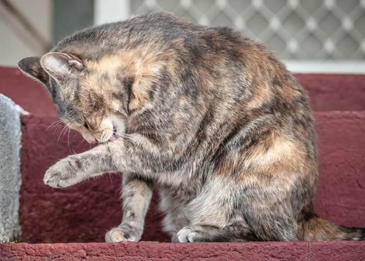 Kucing sering menggaruk dan menjilat? ini penyebabnya  KASKUS