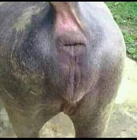 Apa sih COLOK DUBUR yg sedang ramai dibahas di medsos?