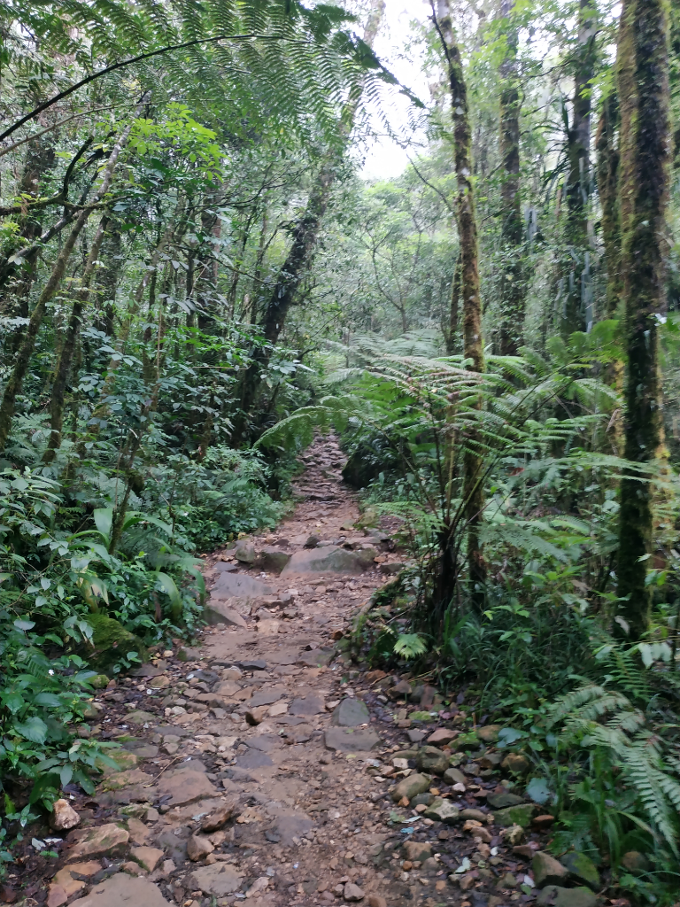 Pengalaman Ane Mendaki Gunung Gede Saat Musim Hujan