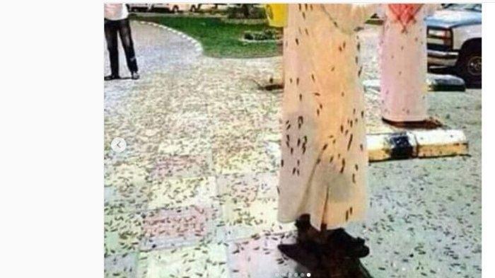 Fenomena Ribuan Belalang Hitam Penuhi Masjidil Haram Bikin Banyak Pihak Tercengang