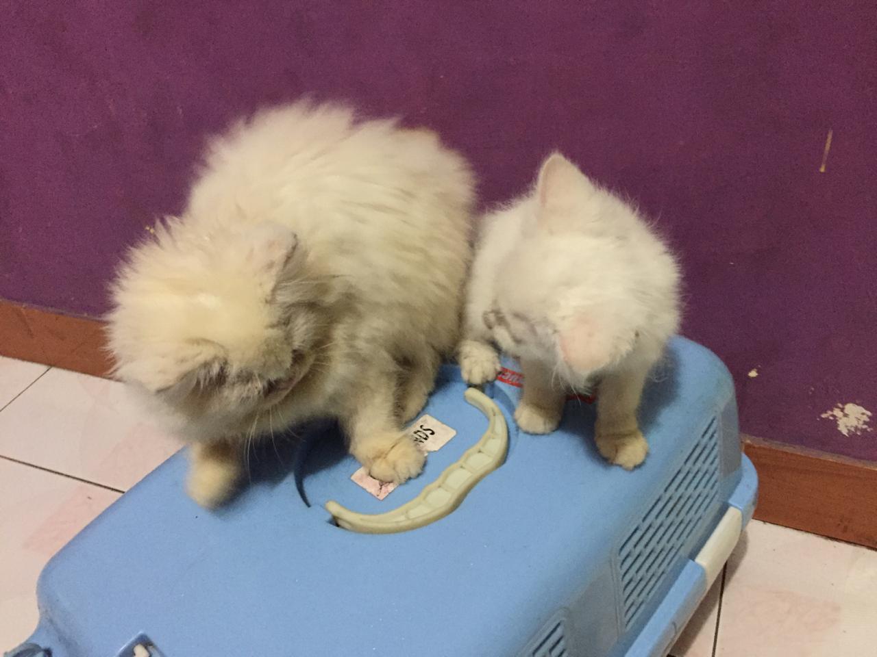 Kucing : 1 Cukup , 2 Sangat Sangat Cukup Versi Ane 