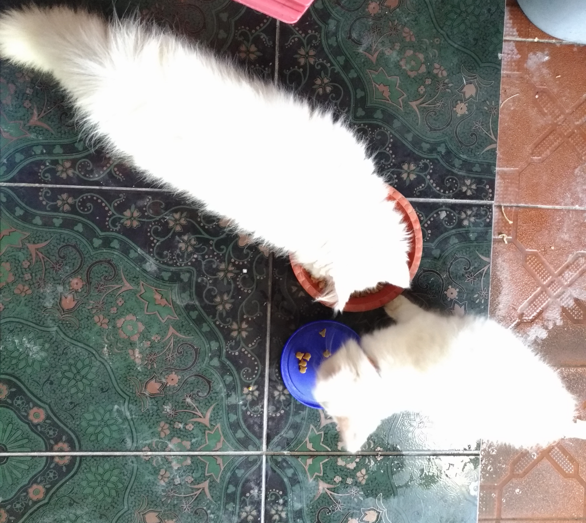 Kucing : 1 Cukup , 2 Sangat Sangat Cukup Versi Ane 