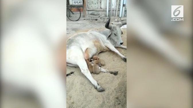 Langka, Anak-Anak Anjing Yang Tak Punya Induk Diadopsi Oleh Seekor Sapi