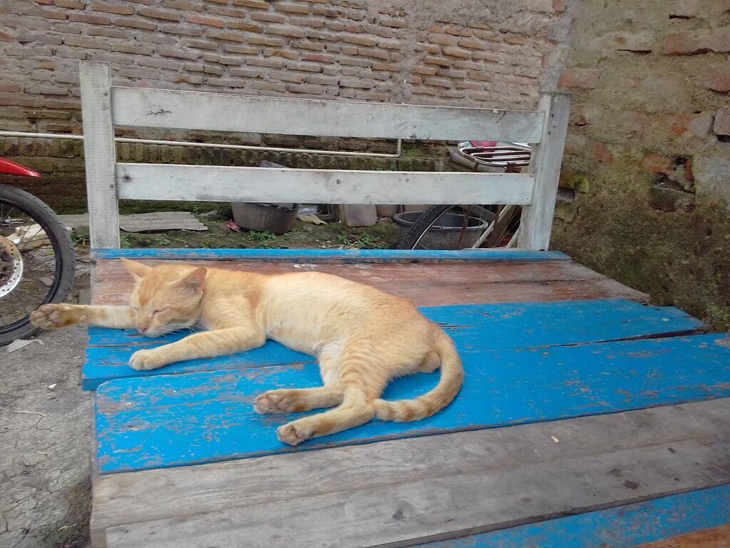 Kumpulan-kumpulan Gambar Kucing Lucu Hasil Jepretan Kamera Hp Ane