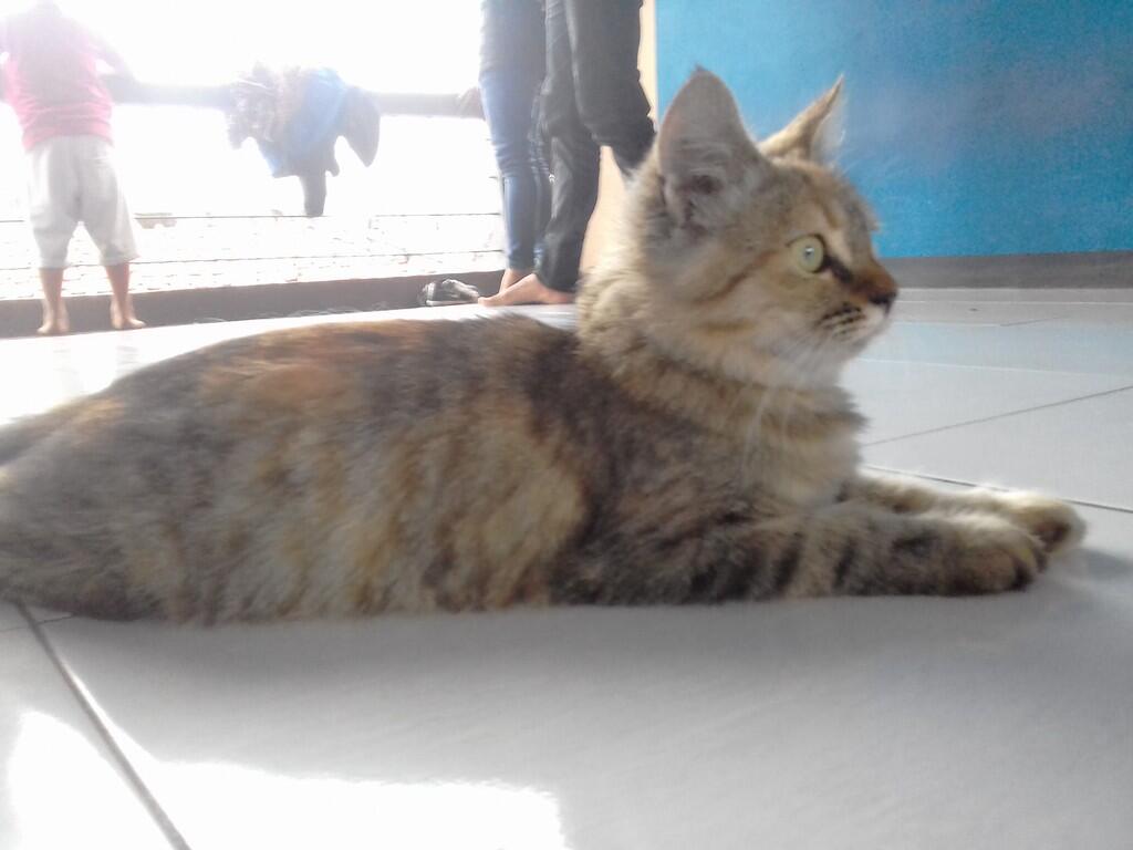 Kumpulan Kumpulan Gambar Kucing Lucu Hasil Jepretan Kamera Hp Ane