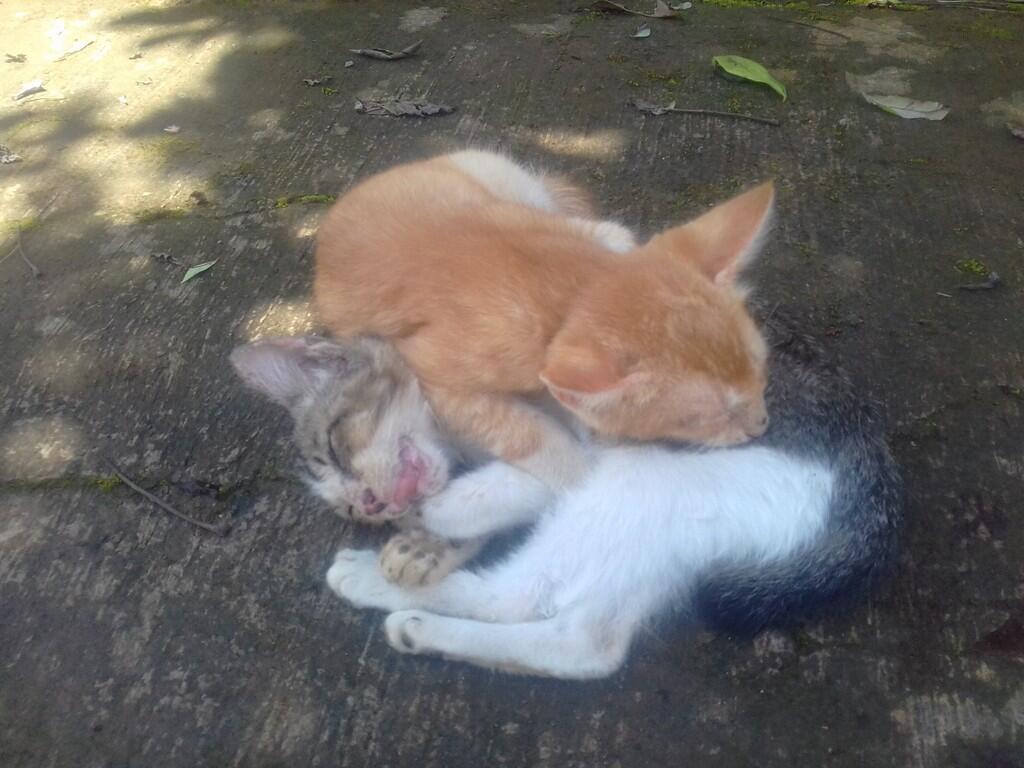 Kumpulan-kumpulan Gambar Kucing Lucu Hasil Jepretan Kamera Hp Ane