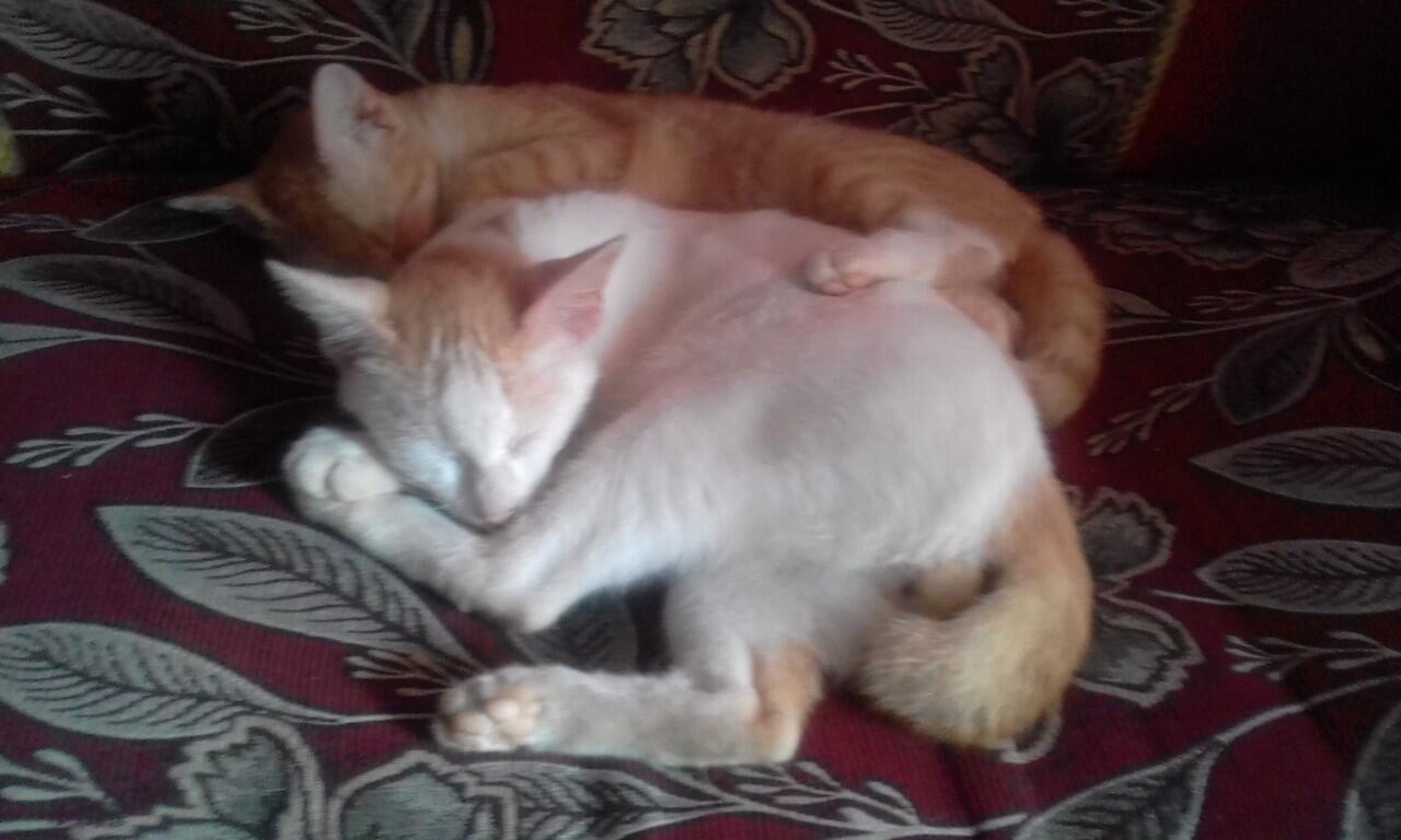 Kumpulan-kumpulan Gambar Kucing Lucu Hasil Jepretan Kamera Hp Ane