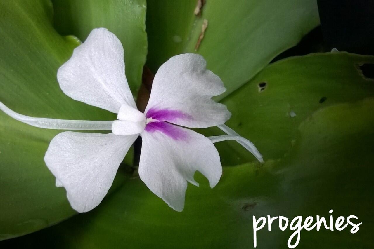 Tips Receh Untuk Agan Sista Yang Doyan Flower Photography