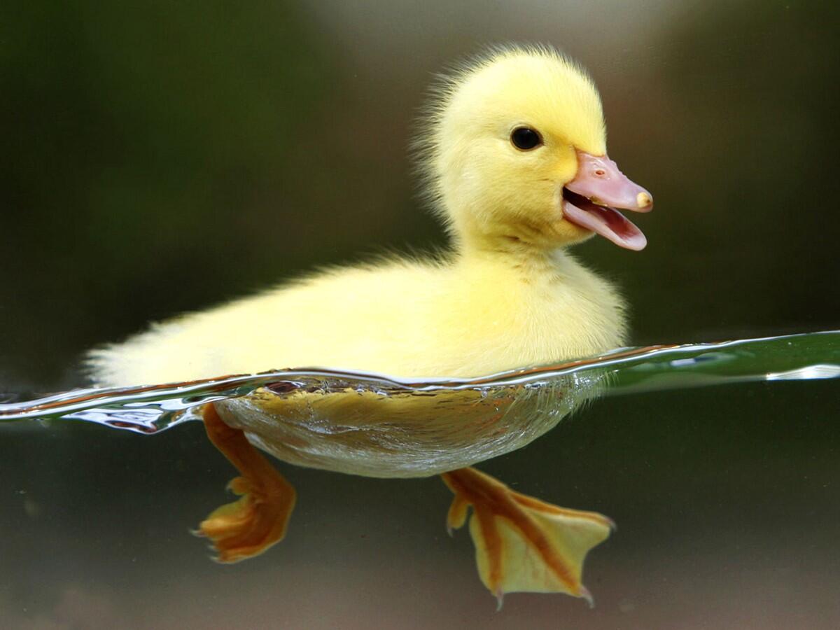 &#91;Renungan&#93;Bebek