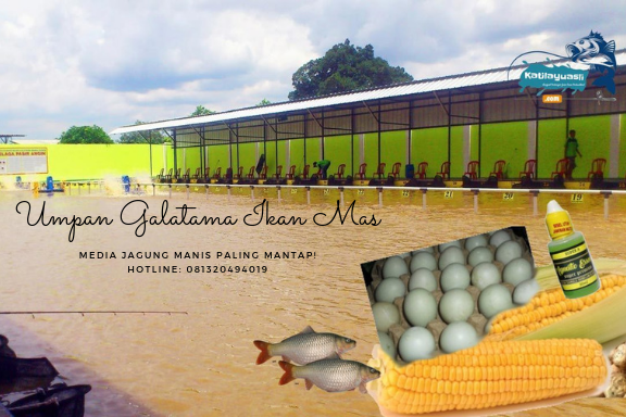 Cara Meracik Umpan Galatama Mas Media Jagung Manis MANTAP!