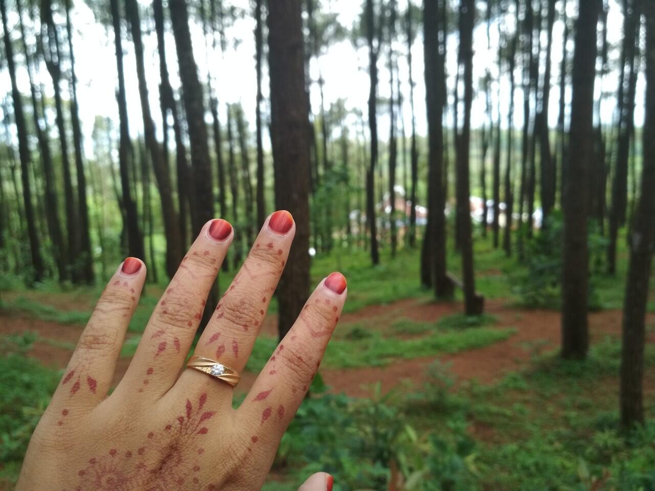 Pesona Hutan Pinus Gunung Kidul Yogyakarta