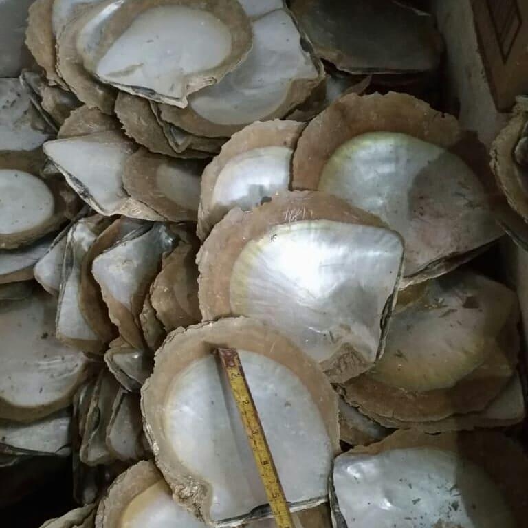 Dicari Buyer Kulit Kerang Mutiara Alam 