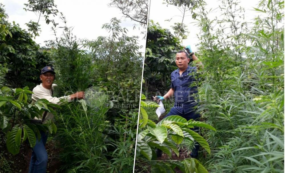 Polres Pagaralam Temukan Ladang Ganja di Kebun Kopi