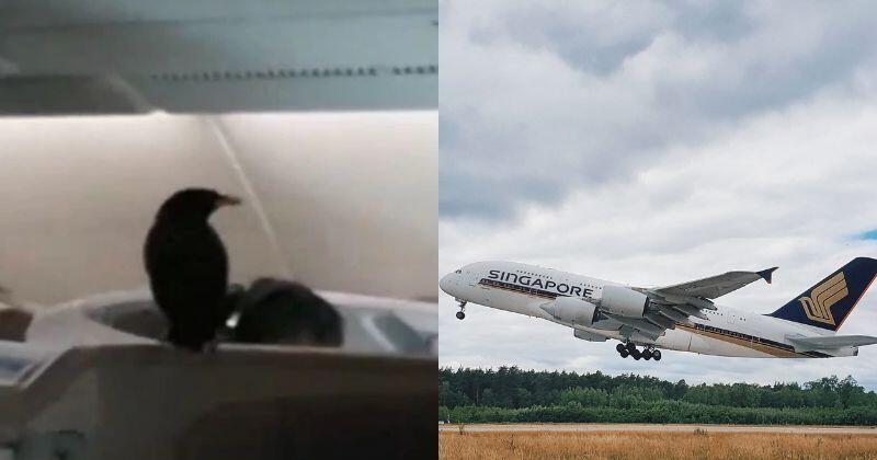 Ada Burung Yang Lepas Dalam Pesawat Singapore Airlines