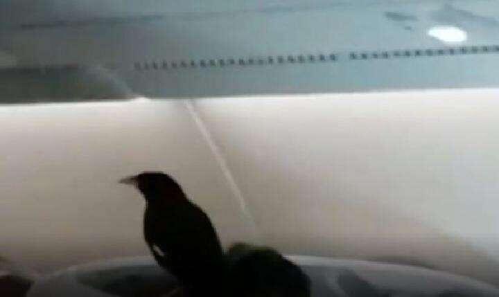 Ada Burung Yang Lepas Dalam Pesawat Singapore Airlines