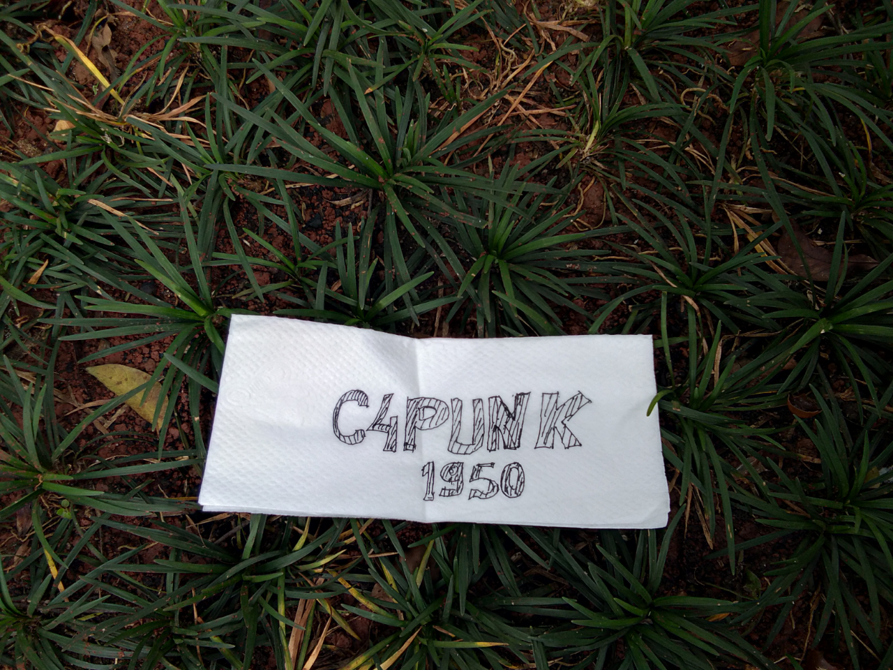 3 jenis rumput yang ada di lingkungan ane nih gan !!