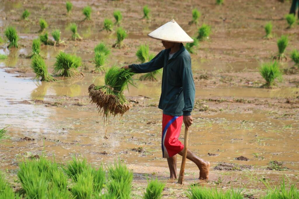 Agricultural Photography, Seni Fotografi tentang Dunia Pertanian