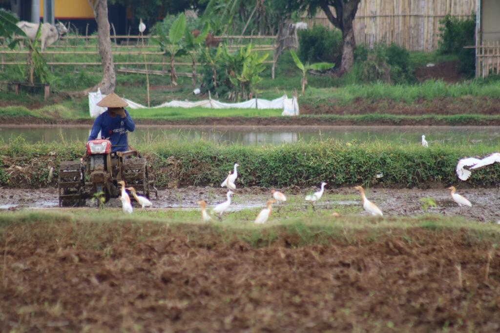 Agricultural Photography, Seni Fotografi tentang Dunia Pertanian