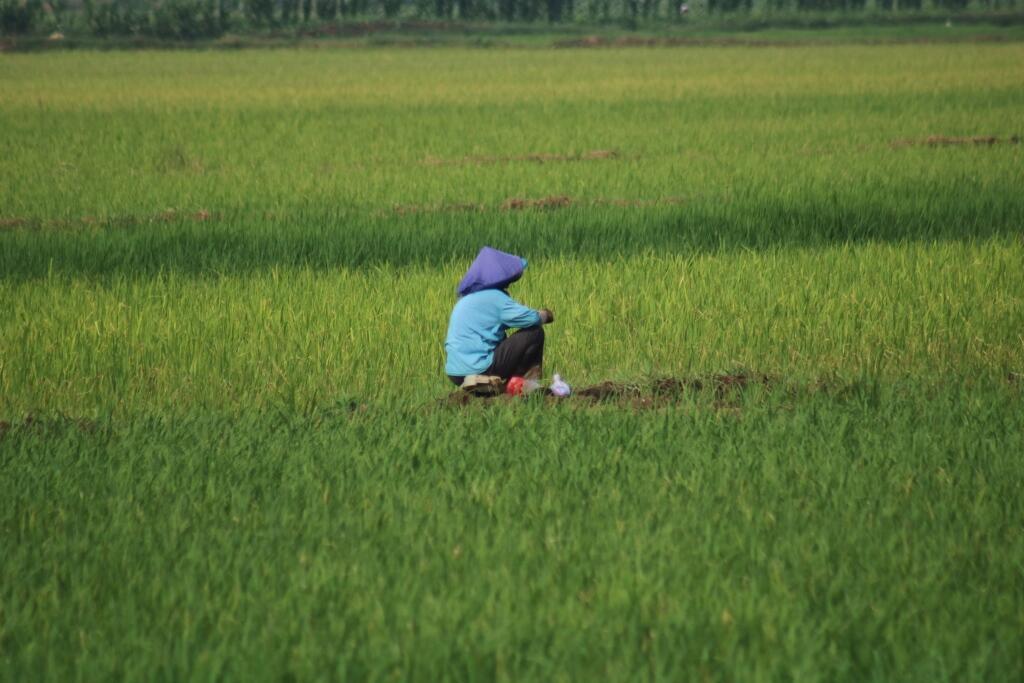 Agricultural Photography, Seni Fotografi tentang Dunia Pertanian