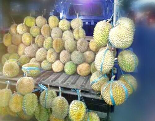 Serunya Wisata Makan Durian di Palembang