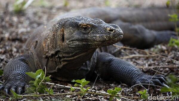 Tujuan di Balik Penutupan Taman Nasional Komodo