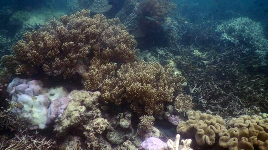 Melancong Ke Maluku (Kei)