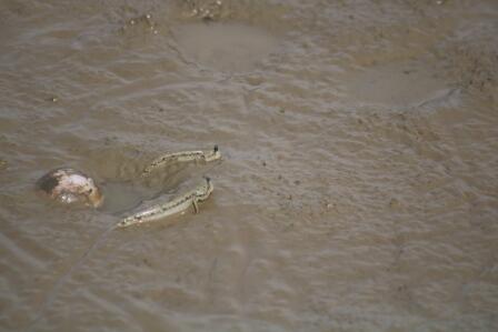 Ikan Tembakul, Si Lincah Nan Anggun