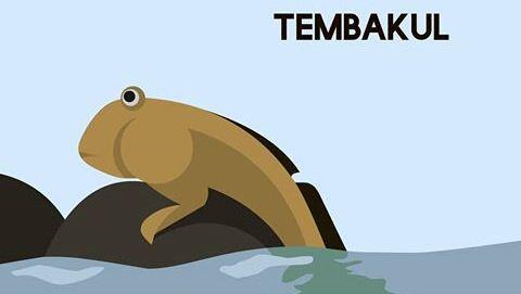 Ikan Tembakul, Si Lincah Nan Anggun