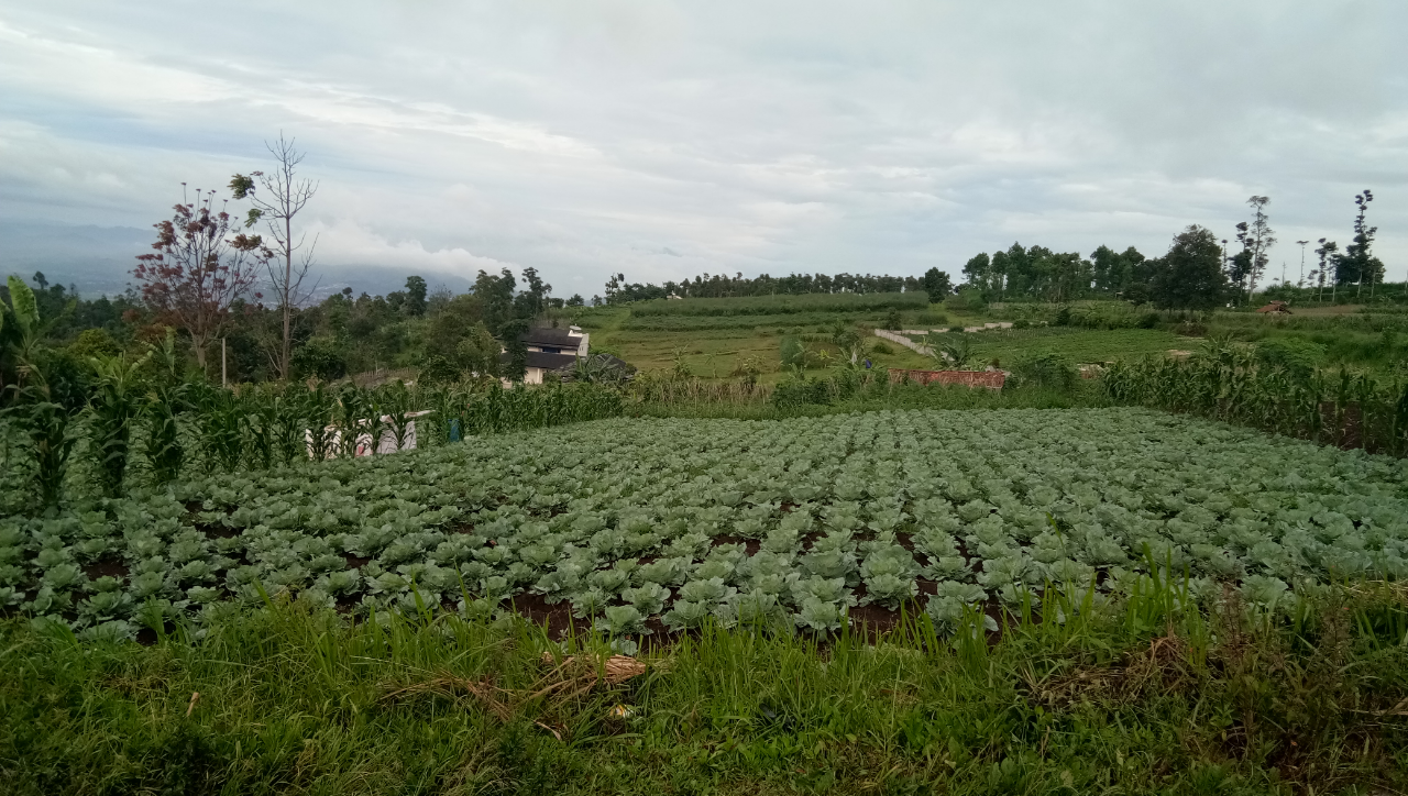 Ironi Petani Di Tanah Agraris