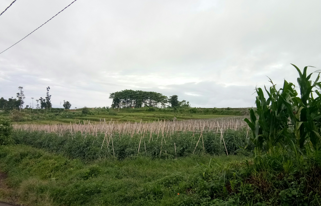 Ironi Petani Di Tanah Agraris