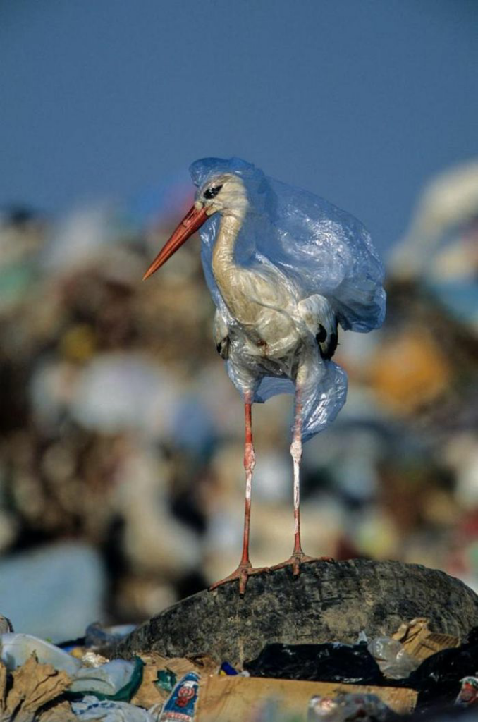 Alasan Sampah Plastik Menjadi Makanan Hewan