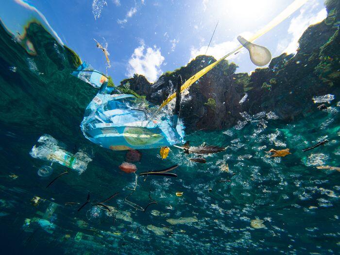 Alasan Sampah Plastik Menjadi Makanan Hewan