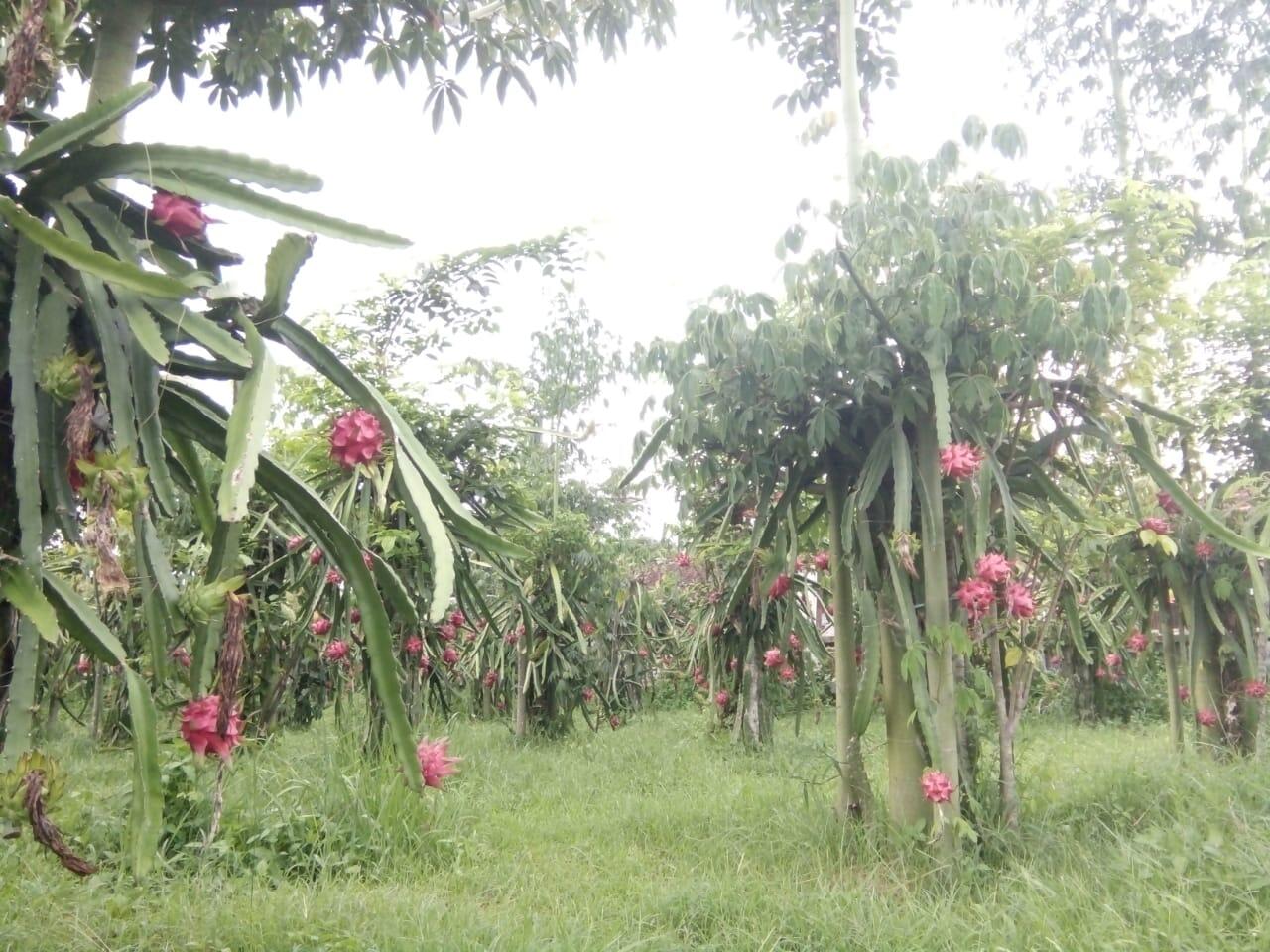 Naik Turunnya Harga Buah Kenapa Ya ?
