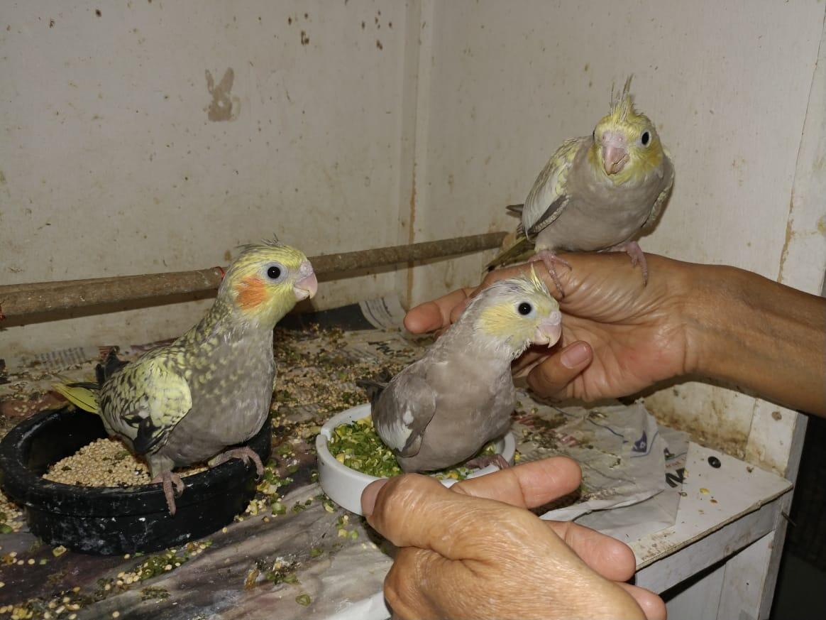 Pengalaman Ane Memiliki Burung Kakatua Mini Jambul Yang Cerdas Dan Mudah Perawatan