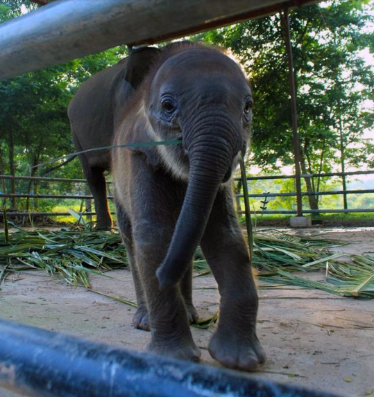 Lucunya Gajah-Gajah di Taman Nasional Way Kambas